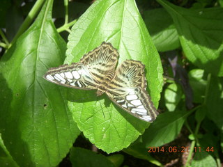 butterflies in Butterfly Wonderland