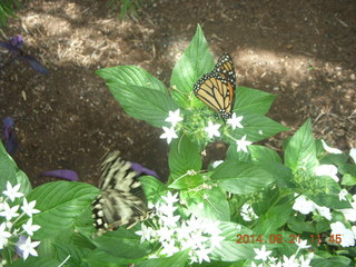 butterflies in Butterfly Wonderland