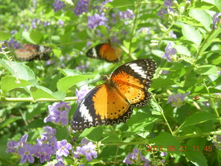 Uganda - drive to Murcheson Falls National Park - butterfly