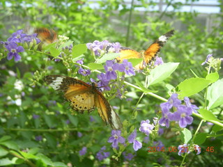 butterflies in Butterfly Wonderland