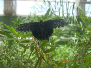 butterflies in Butterfly Wonderland