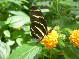 butterflies in Butterfly Wonderland