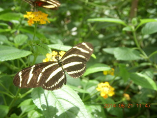 butterflies in Butterfly Wonderland