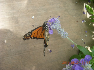 butterflies in Butterfly Wonderland