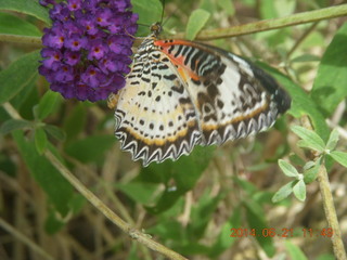 91 8nm. butterflies in Butterfly Wonderland