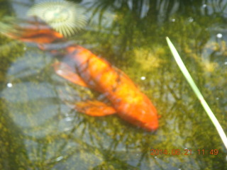 fish at Butterfly Wonderland