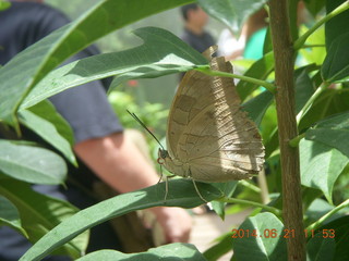 butterflies in Butterfly Wonderland