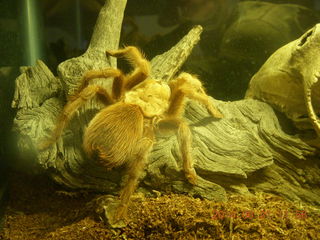 big wolf spider at Butterfly Wonderland