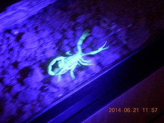 97 8nm. UV-lit scorpion at Butterfly Wonderland