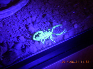 UV-lit scorpion at Butterfly Wonderland