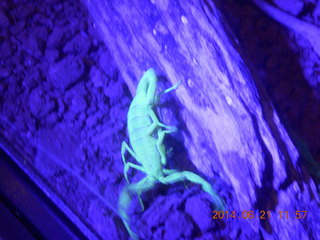 UV-lit scorpion at Butterfly Wonderland