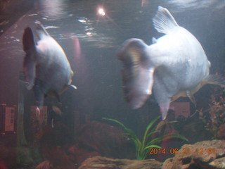 100 8nm. fish at Butterfly Wonderland