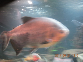 fish at Butterfly Wonderland