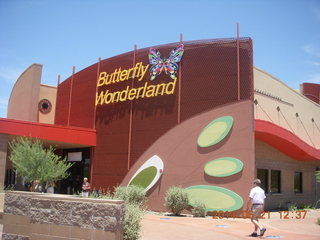 butterflies in Butterfly Wonderland