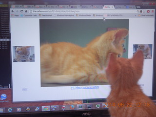96 8nn. my kitten Max watching himself on the monitor