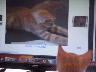 98 8nn. my kitten Max watching himself on the monitor