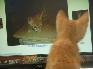 99 8nn. my kitten Max watching himself on the monitor
