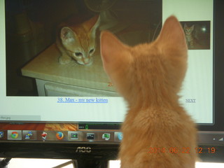 100 8nn. my kitten Max watching himself on the monitor
