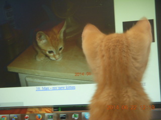 101 8nn. my kitten Max watching himself on the monitor