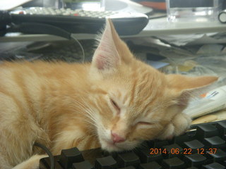 102 8nn. my kitten Max sleeping on the keyboard