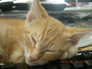 104 8nn. my kitten Max sleeping on the keyboard