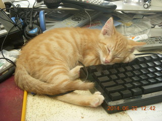 105 8nn. my kitten Max sleeping on the keyboard