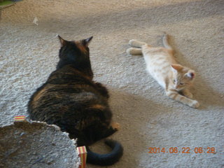 116 8np. my cats Maria and Max