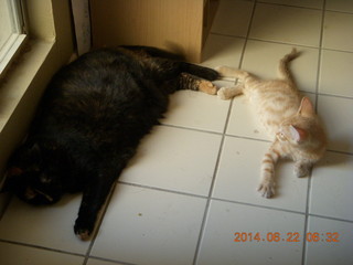 121 8np. my cats Maria and Max