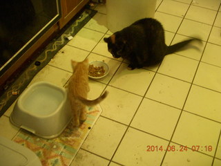 126 8nq. my cats Maria and Max