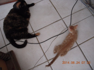 128 8nq. my cats Maria and Max