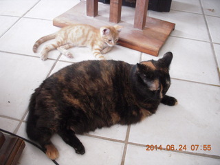 131 8nq. my cats Maria and Max