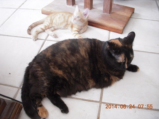 132 8nq. my cats Maria and Max