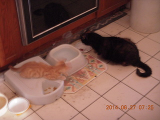 135 8nt. my kitten Max guarding the food dish and Maria