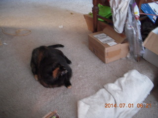 136 8p1. my cat Maria and my kitten Max in a box