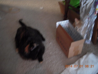 139 8p1. my cat Maria and my kitten Max in a box