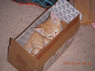 143 8p4. my kitten Max in a box