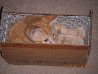 145 8p4. my kitten Max in a box