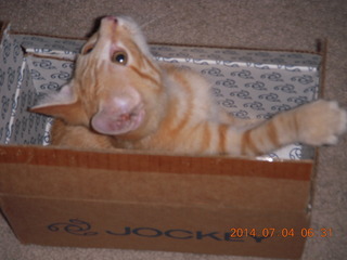 147 8p4. my kitten Max in a box