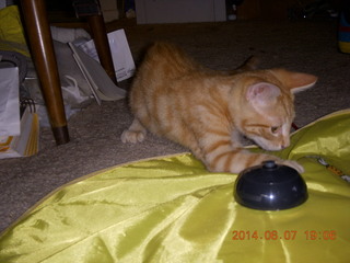 173 8p8. my kitten Max and Cat's Meow toy