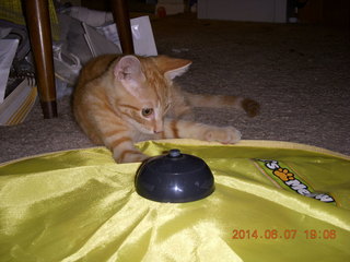 175 8p8. my kitten Max and Cat's Meow toy