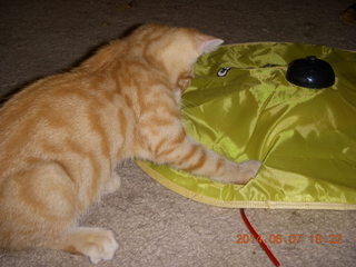182 8p8. my kitten Max and Cat's Meow toy