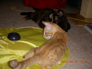 183 8p8. Maria and my kitten Max and Cat's Meow toy