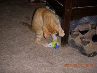 186 8p8. my kitten Max and mouse toy