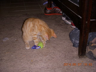 187 8p8. my kitten Max and mouse toy