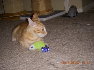 189 8p8. my kitten Max and mouse toy