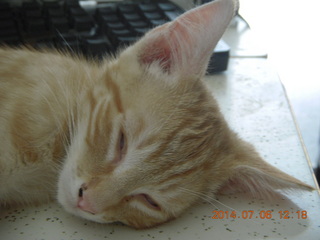 192 8pe. my kitten/cat Max