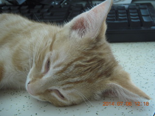 193 8pe. my kitten/cat Max
