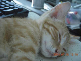 195 8pe. my kitten/cat Max