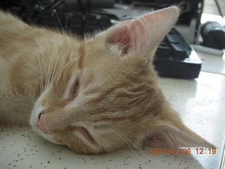 196 8pe. my kitten/cat Max