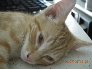 197 8pe. my kitten/cat Max